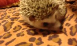 yes hi i have 2 hedgehogs for sale a male and a female both are young babys there heathly and friendly looking for good homes for them i also sell cages and food for 50 dollars if you would like to know enything els you can call or text me anytime on