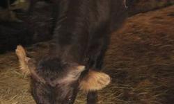 I have a very sweet Jersey cross, heifer calf, weaned, drinking water from a pail, eating hay and grain very well. She has been inside a heated building this winter, but could go into a barn or shed as soon as it warms up a little. She is very tame and