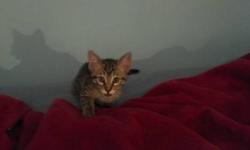2 adorable savannah kittens!
Both Male
These are F6 kittens ...no papers..we are not breeders.
Breeders charge upwards of $1200 for pure bred savannahs.
These are pure kittens w/1st shots, wormed...FEL&FIV Neg.
Very cute if somewhat psychotic!!! See pics