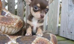 Beautiful, Tiny, chocolate girl Chihuahua. Born September 8th and as sweet as can be! She comes from champion lines, has a perfect apple head. She will go to her new home with her first set of shots done by a Vet and well have been wormed. She also comes