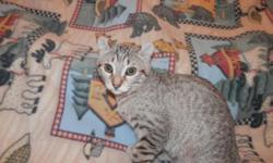 kitten is 5 months old .would like to see her find a loving home that loves cats. please email for more info.