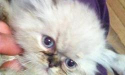 Himalayan and Persian Kittens are here! I have three purebred persians born on 5/11/13 that will be ready to leave their momma on 7/6/13 after being vet checked and vaccinated. I have a pure red persian, a pure black persian and a black tabby persian. All