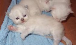 Hello! We recently (September 3rd) had a beautiful litter of Himalayan kittens born. There are 3 girls, 2 boys. Color points have not come in fully yet, but right now I'd say one seal point male, one flame point male. 1 flame point female, and 2 are more