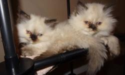 Hello! I have 6 Himalayan kittens that were born on Dec 10th, 2012. I couldn't think of a better birthday myself, considering that is also my birthday =) But, that means they are going to be 8 weeks old on Monday, February 4, 2013.
ONLY 2 left!!!
We were