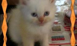 I have one male Flame Point Himalayan kitten and one small female Blue Point...Kittens were born 7/22/14 and will be 8 weeks old 9/16/14. Will be ready for new approved loving homes after their documented 8 week vet visit for wellness check and