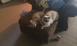 One year old female Himalayan tortie point. Great with kids and other cats she hides from any dogs. I am moving and unable to keep her. She is not spayed. She is liter box trained and completely indoor cat. She has been in heat a few times this spring.