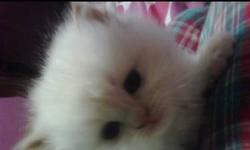 I have a 9 month old male Himalayan flame point kitten. He has a sweet and docile temperament therefore he would be a great family pet.I hate to have to sell home but due to allergies I have to I have pictures of his parents and him as he grew up if you