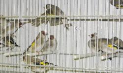 Beautiful Himalayan Goldfinches for sale. Price- $85 each
For more information call 718-777-2473 or visit our store at:
24-09 41st street, Astoria, NY-11103
Shipping only via Delta Airline - $180 (no USPS- sorry) Min. order for shipping $400
Business