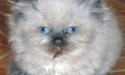 We are selling a beautiful male Himalayan kitten, The Kitten is two months old, The Kitten is Tan in color with bright blue eyes The Kitten has a flat face.The kitten is very social and playful. The kitten is litter box trained This kitten would make a