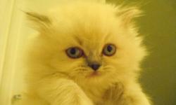 Eight wonderful and beautiful Himalayan kittens will be ready to re-home at 12 weeks of age........ the weekend right before Christmas!!! (12/23)
Had to redo their number bands as some had slipped off.
Pictured is #5:
Blue - Point Female......super big