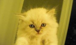 Eight wonderful and beautiful Himalayan kittens will be ready to re-home at 12 weeks of age........ the weekend right before Christmas!!! (12/23)
Had to redo their number bands as some had slipped off.
Pictured is #2:
Blue - Point - Female
Pictures will