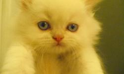 Eight wonderful and beautiful Himalayan kittens will be ready to re-home at 12 weeks of age........ the weekend right before Christmas!!! (12/23)
Had to redo their number bands as some had slipped off.
Pictured is #7:
Flame/Cream Point - Male......he is a