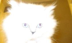 Eight wonderful and beautiful Himalayan kittens will be ready to re-home at 12 weeks of age........ the weekend right before Christmas!!! (12/23)
Had to redo their number bands as some had slipped off.
Pictured is #4:
Blue-Point Female.....very frisky!!
