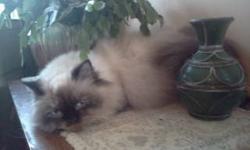 3 Gorgeous Purebred Himalayan Kittens for sale.Mom "Kierra" Is a Purebred Sealtortie Point Himalayan an Dad"Pippin" Is a Purebred Flamepoint Himalayan.Kittens will be ready to go to their new homes week Of December 2nd.
Making A wonderfull Christmas