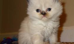 I have 6 Himalayan kittens that were born on Dec 10th. They will be 8 weeks old on Feb 4th. They will come with a certificate of health, first shots, vet checked. No papers. I will be taking deposits of $150 cash to hold a kitten of your choice as of Jan