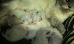 Himalayan Kittens just born on 12/22/2012!! We have 7 kittens to choose from! Mom is a blue cream point and dad is a seal point so when color points come in we will hopefully have many points to choose from. Kittens are raised in our home as our pets.