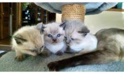 I have three male kittens for sale. They will not be sold until a full eight weeks. They were born on Feb 25 2015 so they are six weeks now. Mom is purebred Siamese and dad is purebred Himalayan. I will send pictures upon request.