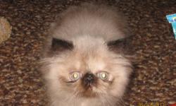 Healthy, playful himalayan kittens. 13 weeks old, raised underfoot, CFA registered, Vet checked, health guarantee. Shots, wormed. Grand Champion lines
Seal point male, Torti-point female. 845-647-4973.