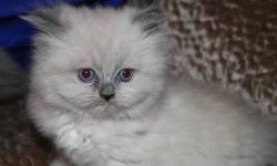 I have a couple different litters of himalayan kittens available. I have two blue female kittens shown here were born September 7th and will be available for their new homes on November 7th. They will have seen the vet, been vaccinated, de-wormed and with