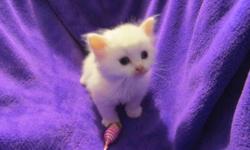 I have 2 purebred blue eyed Himalayan Kittens. Mom is Seal Point and dad is Blue Point. Kittens were born 7/14/14 and will ready for new homes at 8 weeks (9/8/14). Will have documented 8 week vet wellness check and vaccinations, litter trained, eating