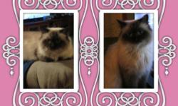 Purebred Himalayan kittens (2) - born Jan 31, 2015....Will be ready for Easter....mom is a Seal Point and dad a Blue Point...both my pets...kittens will not have papers...but will be litter trained, eating solid food, socialized with other cats, large