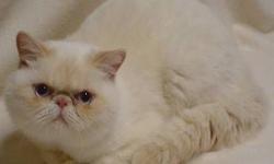 Seal point himalayan and a tortishell persian loving cats have to get rid of due to allergies...email for more information and pictures.