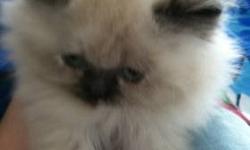 Himalayan Kittens. Kittens have arrived as of 04/24!!!! Will be ready at the end of June. Please contact w any questions! Theses pictures are of mom and dad and some past litters. I usually have blue, cream, flame, and seal points. Kittens faces are flat.