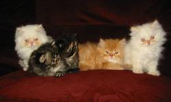 These little Halloween beauties are ready for new homes at $250.00. Kittens were born on September 4, 2012.
For identification purposes, we nick-named them from right to left. We have Ghost a MALE Himalayan Cream Point, Pumpkin a Red Tabby FEMALE and