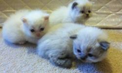 1 male seal point
2 female seal points
1 female lilac
2 male cream or flame points
Kittens born Sept 1st will be ready Oct 27th
Kittens will come with first set of shots and vet check!