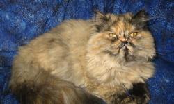 Himalayan Persian Kitten up for adoption. This little beauty is a gorgeous Female Tortie.
Born March 31,2013 .Never been caged. Litter Trained. Leuk negative. NO CFA PAPERS. Parents on Premises Father is a Himmy and Mother is a Persian. Will NOT SHIP