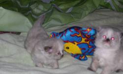 Purebred Himalayan Kittens
I have 4 beautiful blue eyed purebred Himalayan kittens born February 8, 2013. I believe they will be Seal Point and Tortie Point. Mom is seal point and dad is flame point. Kittens will be ready for their new homes at 8 weeks,
