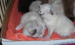 Purebred Himalayan Kittens
I have 4 beautiful blue eyed purebred Himalayan kittens born February 8, 2013. I believe they will be Seal Point and Tortie Point. Mom is seal point and dad is flame point. Kittens will be ready for their new homes at 8 weeks,
