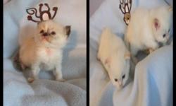 I have 3 Male Blue Eyed Himalayan/Ragdoll mix kittens...2 flame point and one seal or blue mitted. Mom is Flampoint Himalayan/Ragdoll and dad is purebred Blue Pt Himalayan ... both my pets?kittens born June 26 and will be 8 weeks August 21 and will be