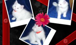 All my kittens have found wondeful homes. I have 2 Female Himalayan/Ragdoll Kittens...DOB 6/24/13. Just had their 8 week vet checkup and vaccinations. Mom is purebred Tortie Ragdoll and dad is purebred Blue Point Himalayan. Litter training, eating well