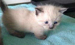 Himalayan/Ragdoll Kittens?(Just 1 Left) White female. Mom is Tortie Pt Ragdoll and dad is Blue Pt Himalayan?both purebred and both my pets?kittens born May 23 and will be 8 weeks July 18th.. Kittens will be litter trained, eating well, socialized with