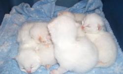 Kittens at 2 weeks. Six Beautiful Himalayan/Ragdoll kittens born 2/13/13. Mom is beautiful Tortie Ragdoll and Dad is handsome Flame Point Himalaya. Also have pics showing Mom & Dad. Will have age appropriate vacinations, vet checked and litter trained