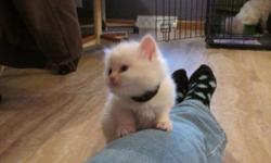UPDATE: NEW pics of kittens taken Feb 15, 2014
New litter of Himalayan Ragdoll mix kittens... 3 male white/flame. 1 female mitted w/flame (Pending). Will be ready for loving homes 2nd week of March 2014. Mom is beautiful purebred Tortie Ragdoll and dad is