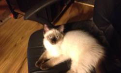 I have five kittens born on 8-10. I own the parents. Dad is Himalyan mom is Siamese. They will be litter trained. I will update pictures as they get bigger. They will not be sold until they are 8 weeks old. Never caged very friendly! Medium to long hair