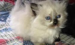 Napoleon kitten, FEMALE Munchkin kitten, with Persian/Himalayan genes, Extra adorable !! Email with an offer.
Has been vet checked, first shots ready to go now.