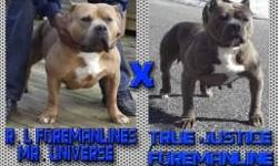 New School Remyline meets Old School Edge! This is one for the books folks! Get in and be a part of history! Cellblocks Best Son R.L. ForemanLine's Mr. Universe goes head to head with TrueJustice/ForemanLine's Blue. Bone, head, width, girth and correct.