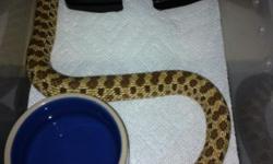 For sale a male one year old hognose snake he is 100% het for albino he is very tame never been breed the reason for me saling him I need the room email me if you have any question thank you