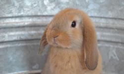 We are a small, family owned rabbitry, located in Wyoming county NY. We specialize in both Mini, and Holland lop bunnies, with unique colors and great dispositions. Show quality with pedigree, and pet bunnies available!
Please visit our website to see our
