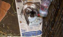 Holland Lop - Abner - Small - Young - Male - Rabbit
I'm Abner. Oh sure - you think I am a cute cuddly little guy that loves to be picked up all the time - YOU'RE WRONG! I may be cute but I am not happy about being picked up and forced to sit on your lap