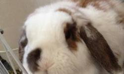 Pacino is looking for a new home. He is almost 3 years old (born 5/10/10), neutered male Holland Lop Bunny, has been kept inside. Litter trained, loves treats. Approximately 5 1/2 pounds. Cage and supplies included.