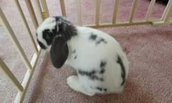 Holland Lop - Flopsy - Small - Young - Male - Rabbit
Flopsy is an adorable cominical Holland Lop in search of his forever home, He is small, playful....loves his tunnel and toys. To adopt Flopsy contact [email removed] or 716-378-4017
CHARACTERISTICS:
