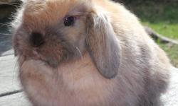 We have two solid tort colored Holland Lop rabbits. Each bunny is pedigreed. They will be ready 5/3 when they are 2 months old. They are handled often and used to being held. One is a doe and the other is a buck. If interested, please inquire for