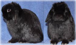 We have several Holland Lop rabbits available as pets, show or herd:
black doe 3 months old
smoke pearl marten buck 1 year and 4 months
tort buck 11 months
tort buck 1 year
broken black buck 5 months
Each rabbit is fully pedigreed and has no genetic