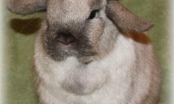 We have a Holland Lop sable point doe available. She is fully pedigreed and can be used as a 4-H rabbit as well as a sweet pet. She is used to handling and lots of attention. I prefer she is not bred since she had difficult with her last two litters. She