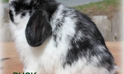 We have three Holland Lop bunnies. Each bunny is pedigreed with no known DQ's. They are ready to go to new homes on May 17th. They have been handled from day one and are used to children and adults.
Solid black buck $40
solid black doe $45
broken black
