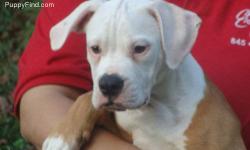 NEED HOMES IMMEDIATELY!!!!!! CALL WITH OFFER! Please call anytime!!!!
Dogs need to go to good homes!
We have Female & Male puppies available!
Full Breed American Bulldogs w/ Champion Lines, and papers (Registered w/ NKC) - Born 5/13/2012
See video of